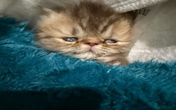 Persian cats for sale: Gorgeous Persians gccf registered pkd neg   - Image 6