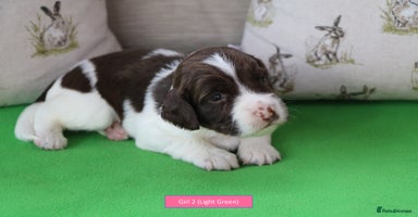 English Springer Spaniel dogs - Advert 6