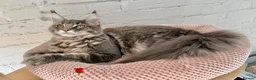 Maine Coon cats for sale: Pedigree Massive TICA registered kittens  - Advert 23