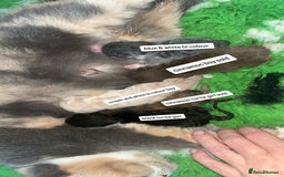 British Shorthair cats for sale: 🏆 Beautiful litter british shorthair babies 🥇  - Image 8