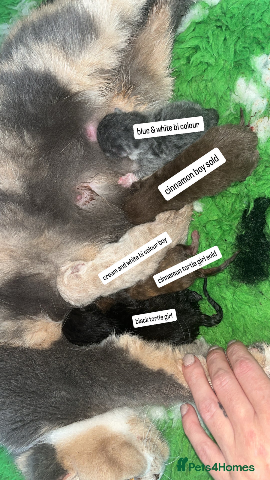 British Shorthair cats for sale: 🏆 Beautiful litter british shorthair babies 🥇  - Image 8