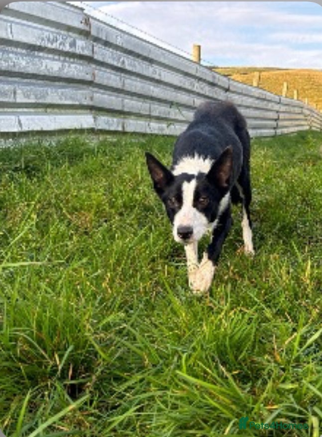 Border Collie dogs 6 Beautiful Border Collie Puppies - Advert 2