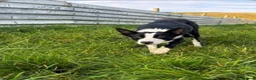 Border Collie dogs for sale: 6 Beautiful Border Collie Puppies - Advert 2