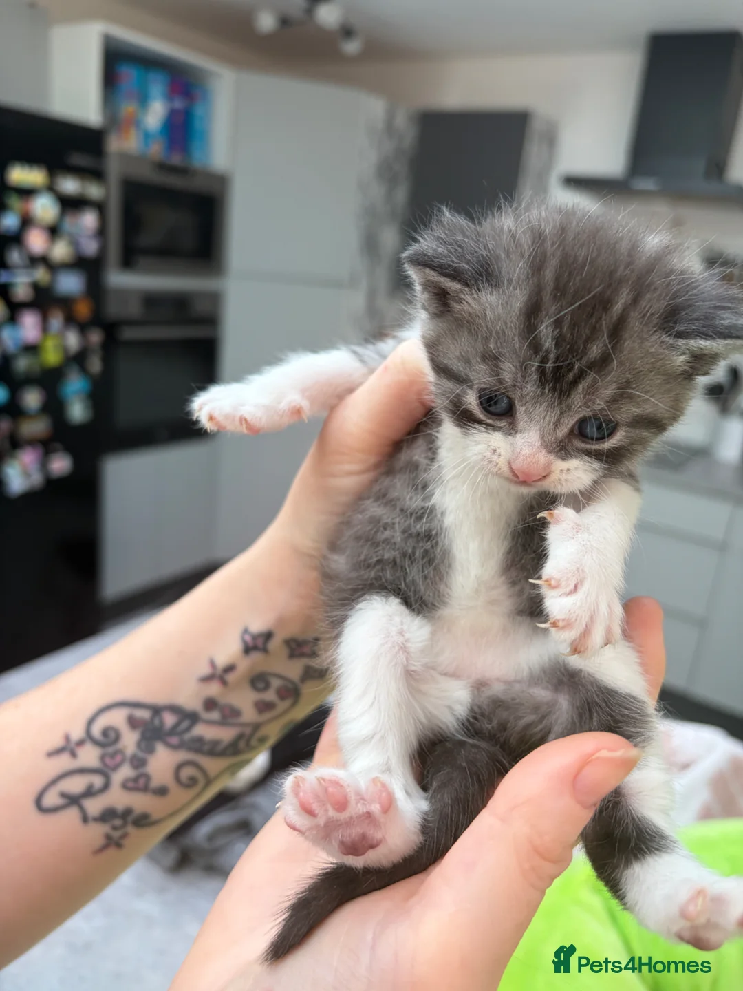 Mixed Breed cats for sale: Adorable British Shorthair Cross Kittens  in Sutton-in-Ashfield - Advert 24
