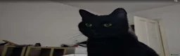 Mixed Breed cats for adoption: Beautiful loving Black Cat in Rochester - Advert 4