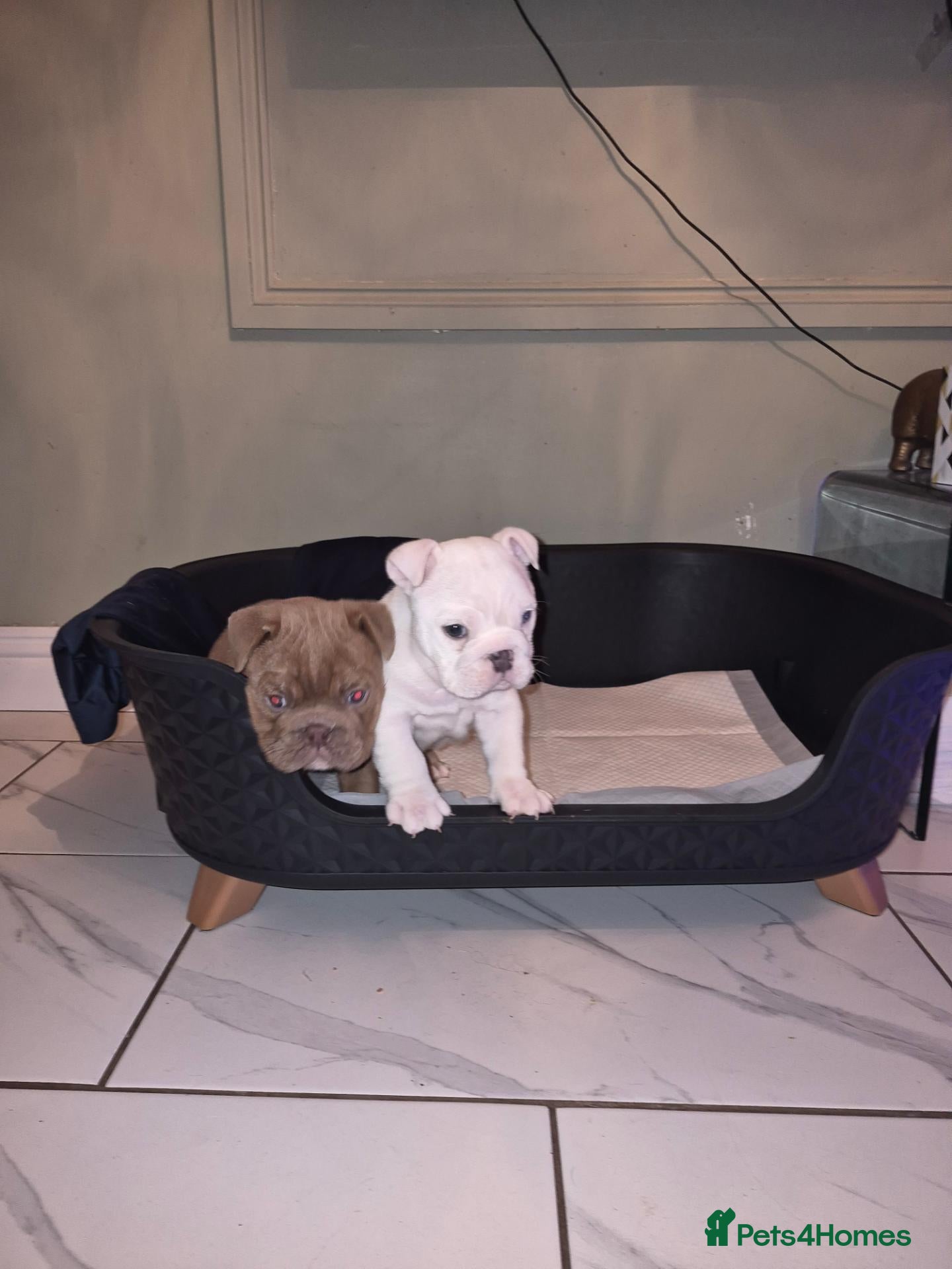 English Bulldog dogs **Chunky English Bulldog Puppies 1 male 1 female** - Advert 2