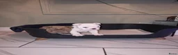 English Bulldog dogs for sale: **Chunky English Bulldog Puppies 1 male 1 female** - Advert 2