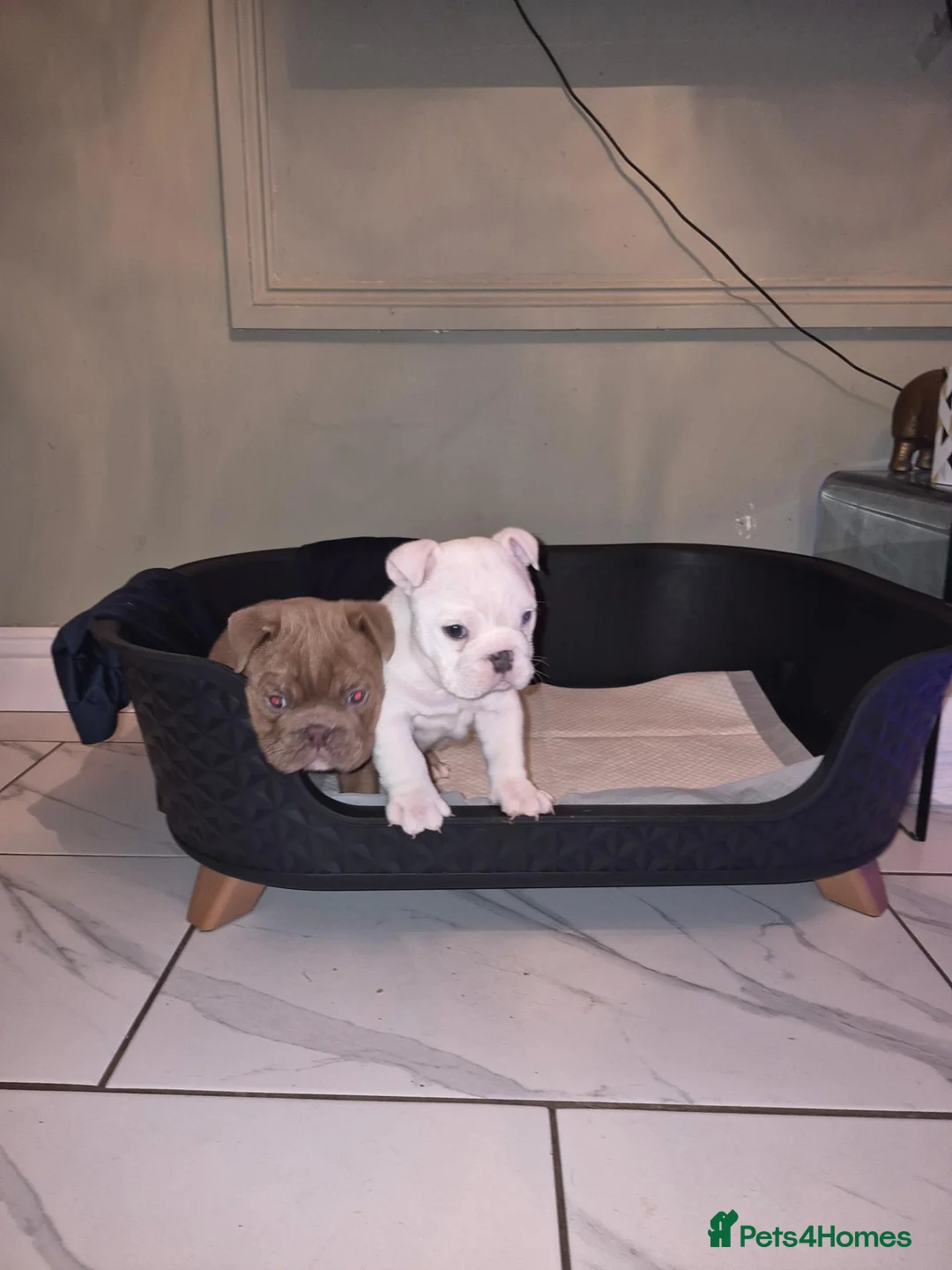 English Bulldog dogs for sale: **Chunky English Bulldog Puppies 1 male 1 female** - Advert 2