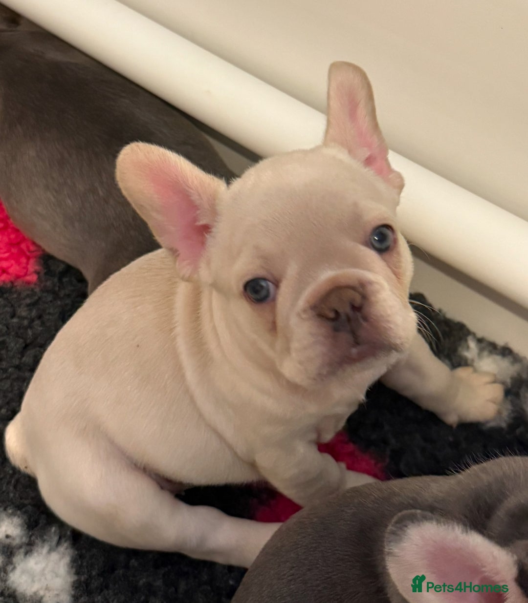 French Bulldog dogs for sale: French Bulldog Puppies - Advert 5