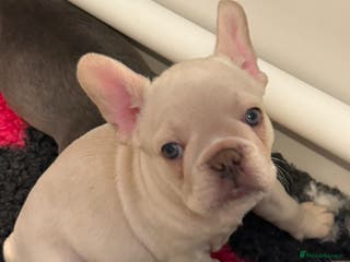French Bulldog dogs French Bulldog Puppy - Advert 9
