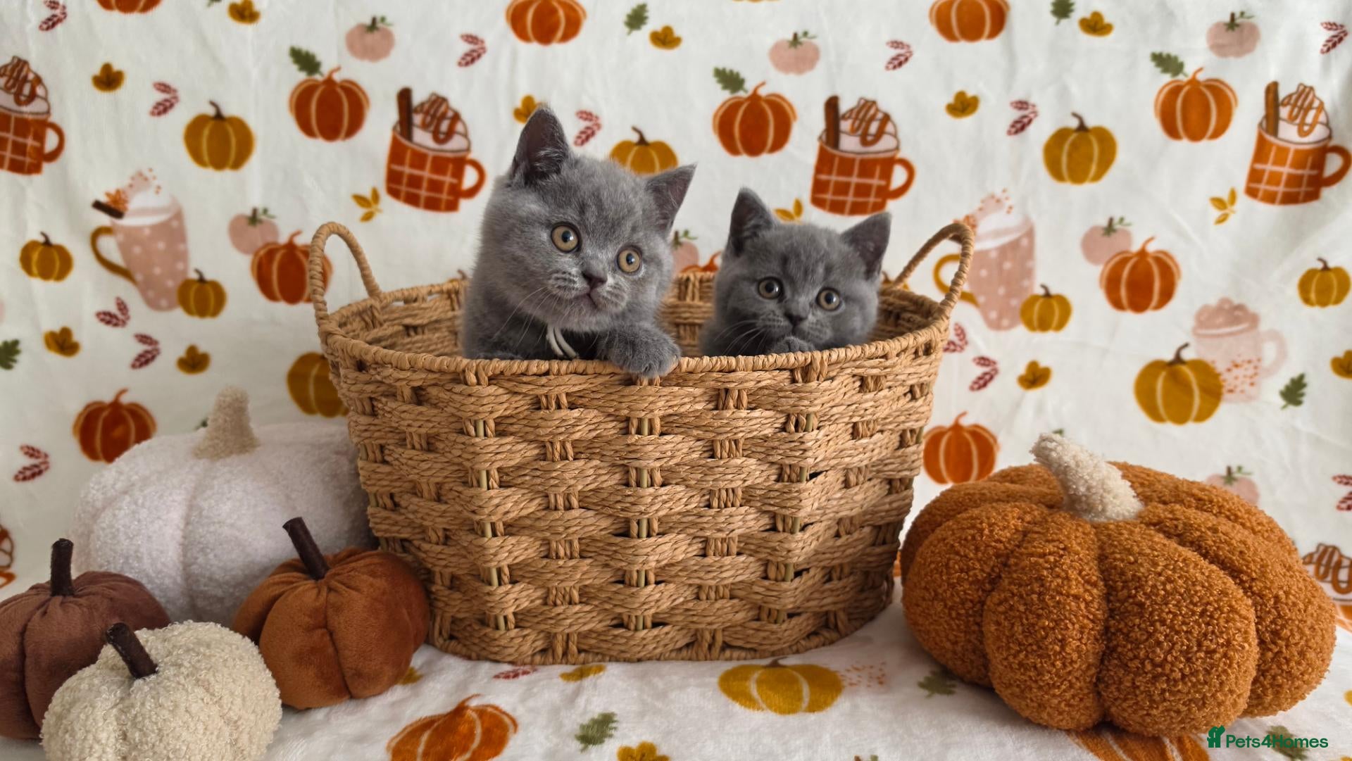 British Shorthair cats Beautiful blue/ lilac British shorthair kittens  - Advert 1