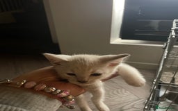 Bengal cats for sale: Cross bengal kittens  - Image 9