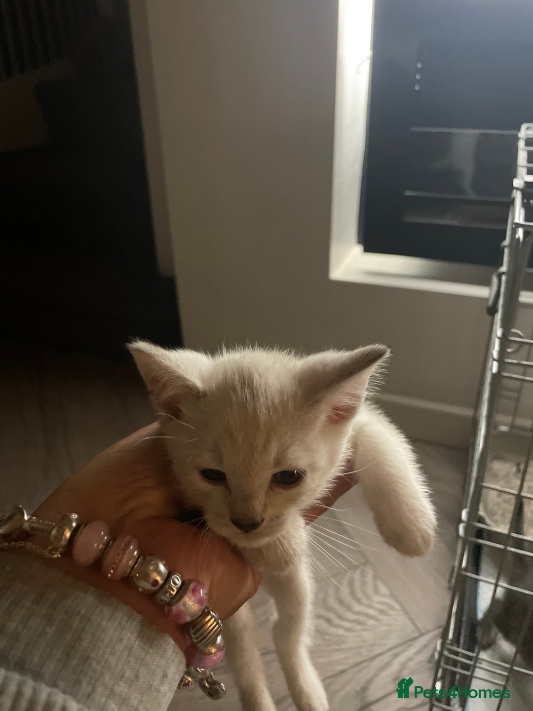 Bengal cats for sale: Cross bengal kittens  - Image 9