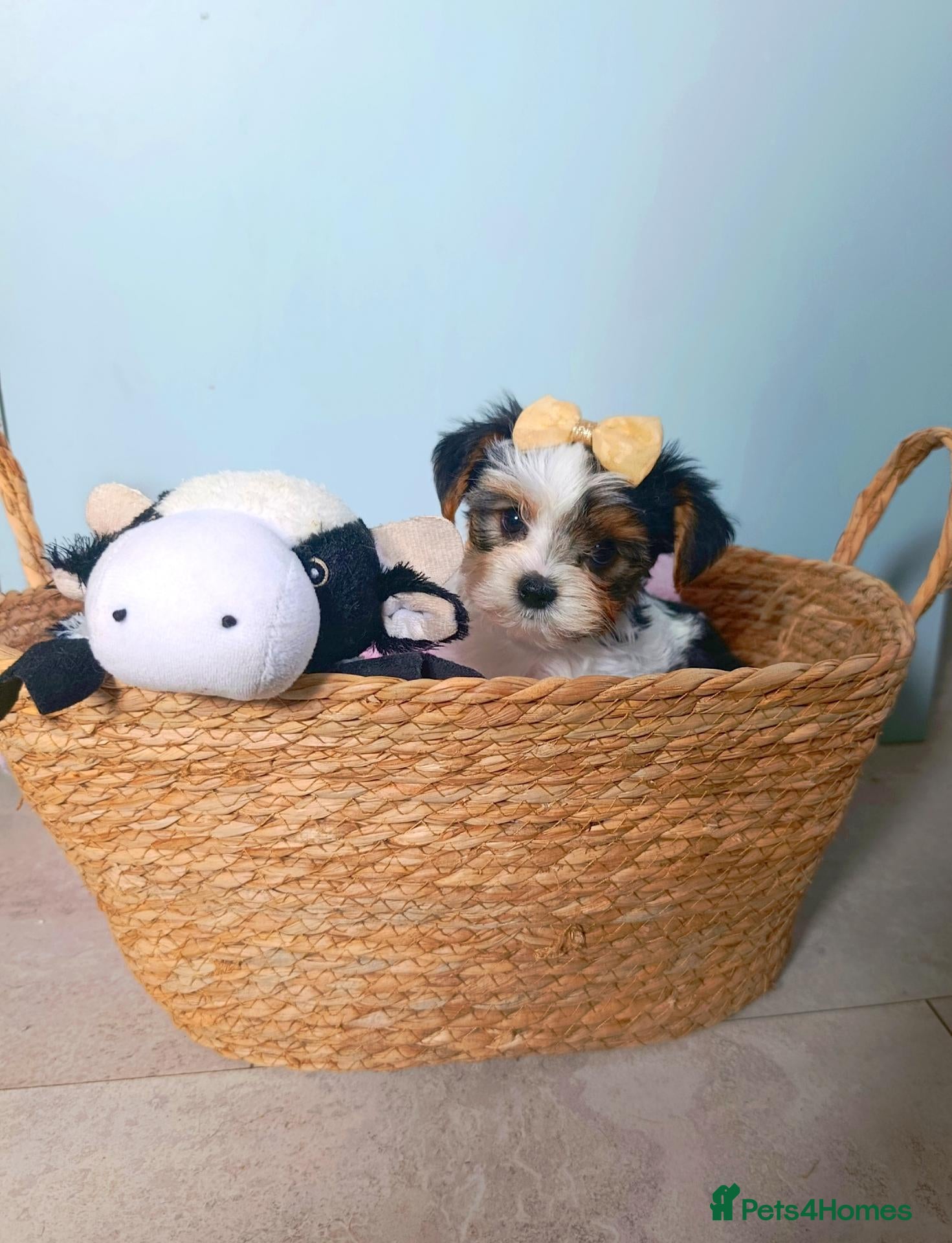 Biewer Terrier dogs Biewer Terrier Puppies×Home Raised×BeautifulColour - Advert 2