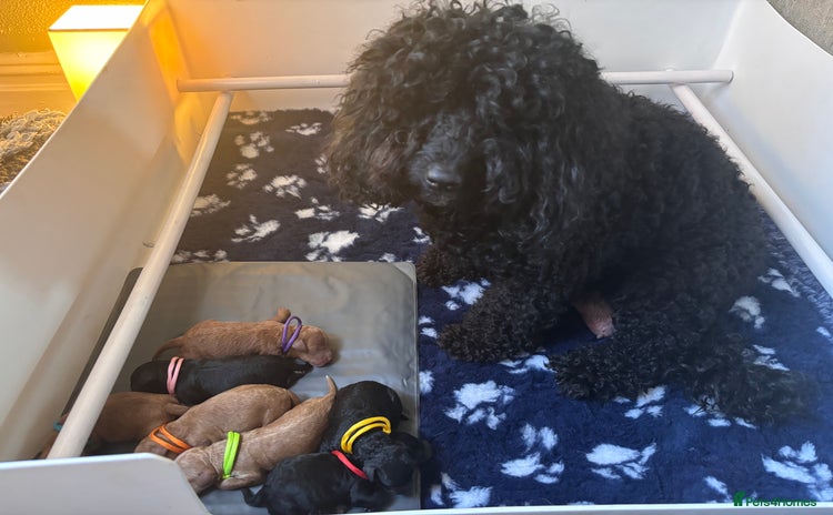 Cockapoo dogs Health tested Toy Cockapoo’s  - Advert 2