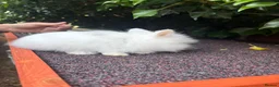 Lionhead rabbits for sale: Double Maned Lionhead READY TO LEAVE - Advert 2