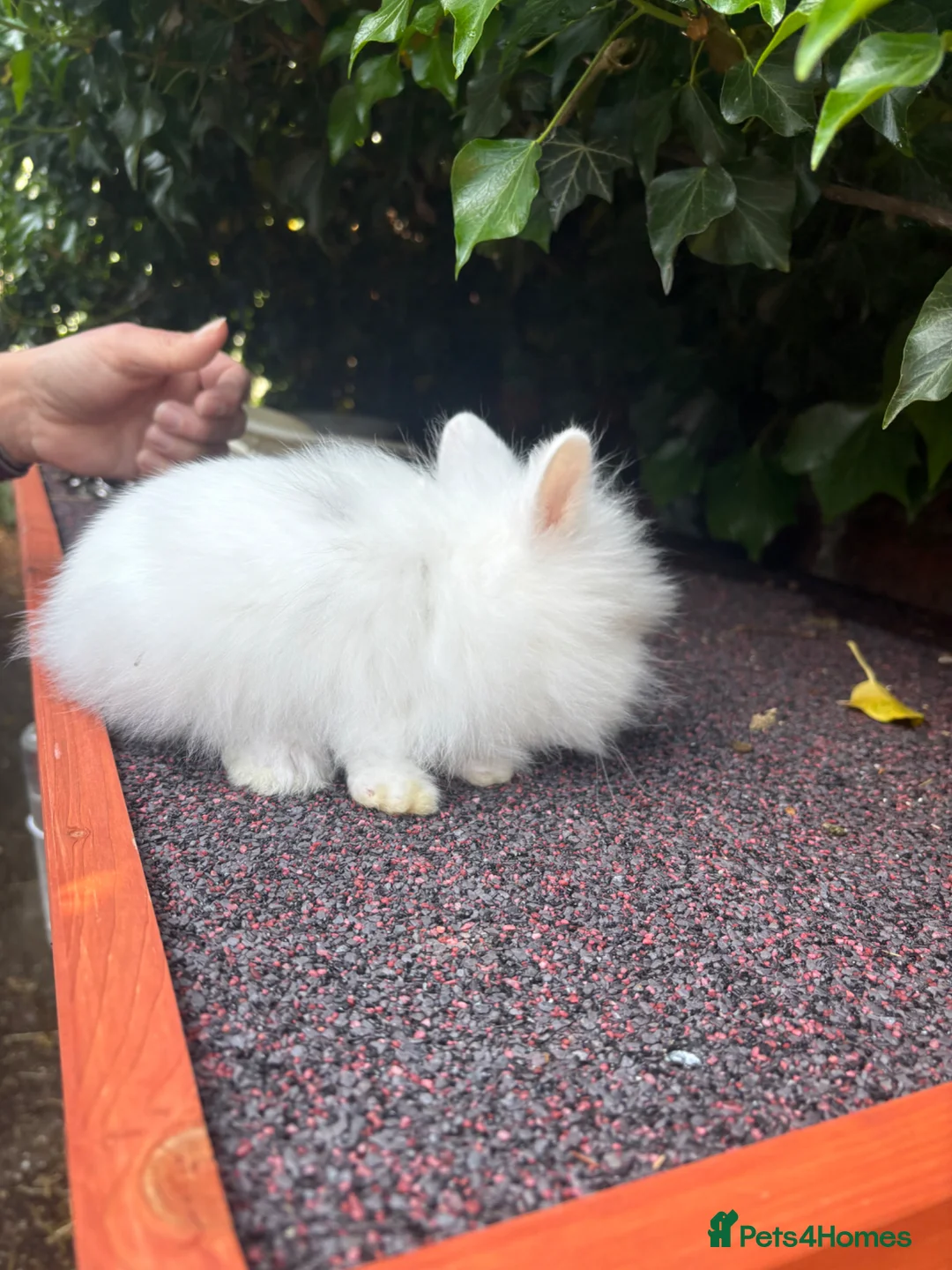 Lionhead rabbits for sale: Double Maned Lionhead READY TO LEAVE - Advert 2