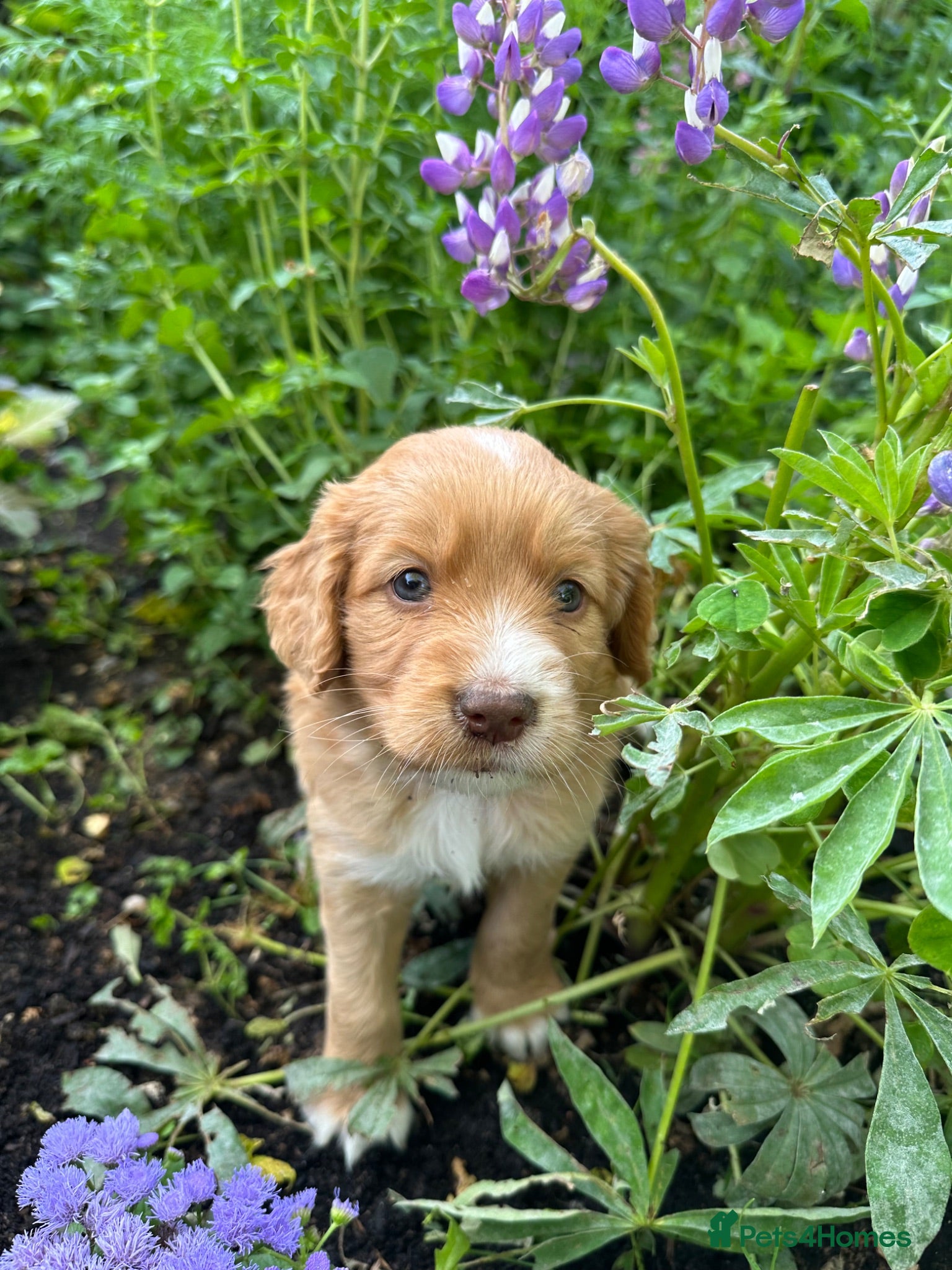 Mixed Breed dogs Cocker Sammy Spaniel puppies - Advert 2