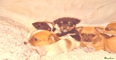 Jack Russell dogs - Advert 9