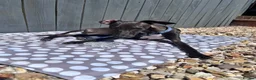 Italian Greyhound dogs for stud: Italian Greyhound Stud – KC Registered (Unproven) in Ferryhill - Advert 2