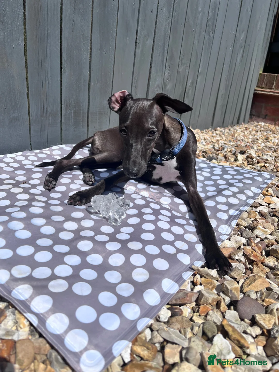 Italian Greyhound dogs for stud: Italian Greyhound Stud – KC Registered (Unproven) in Ferryhill - Advert 2