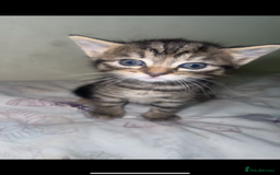 British Shorthair cats for sale: 3 kittens - Image 1