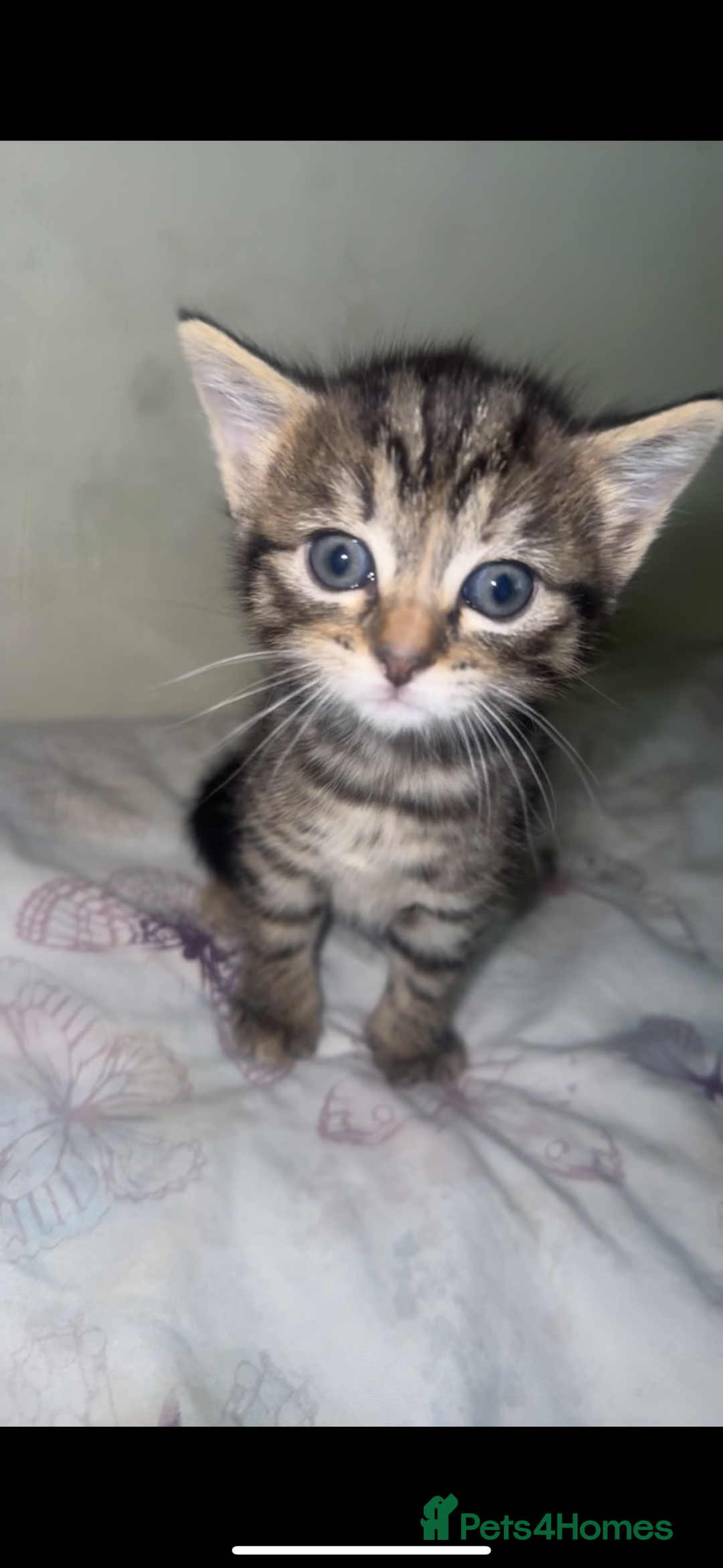 British Shorthair cats for sale: 3 kittens - Image 1
