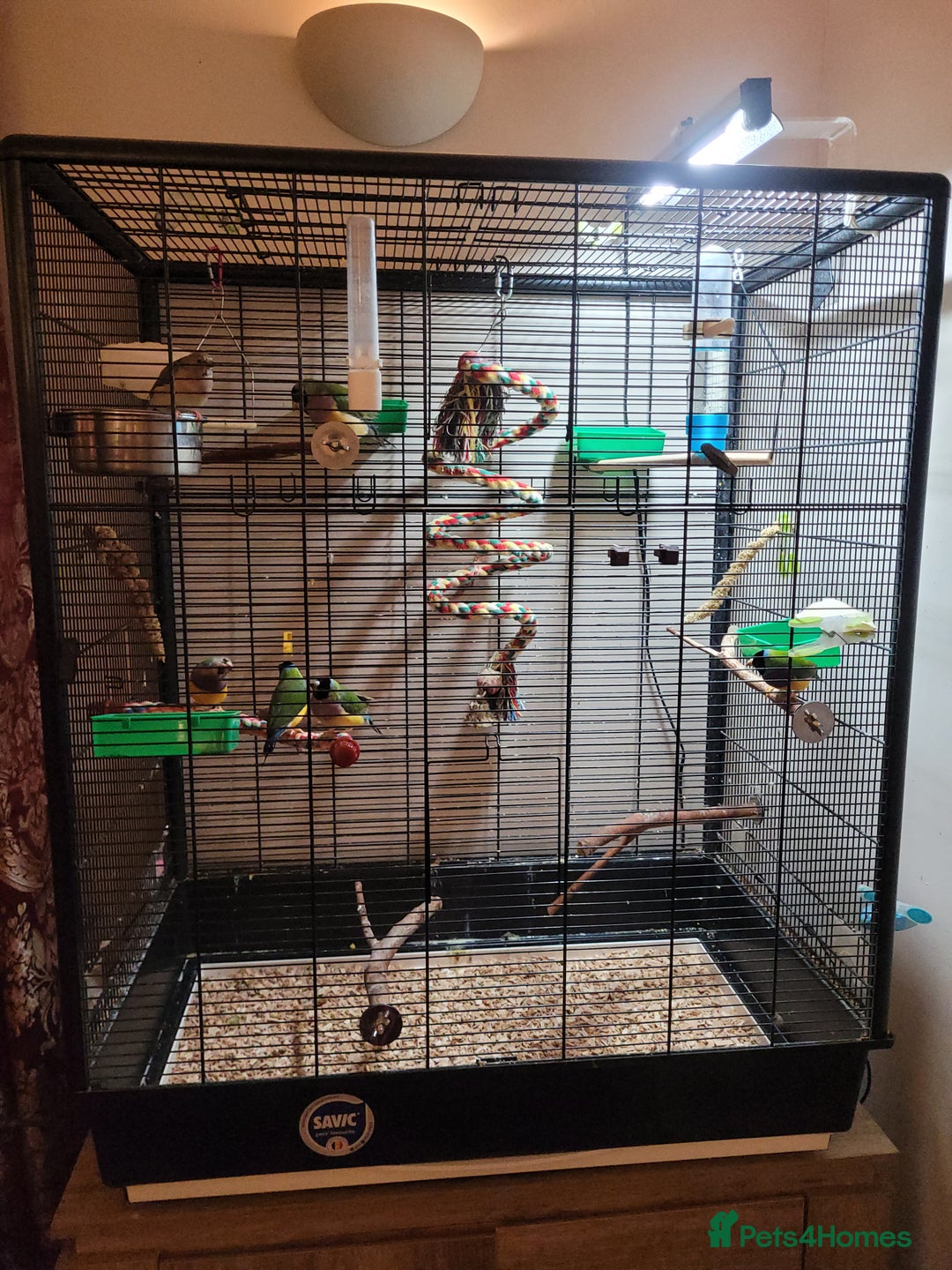 Finches birds for sale: 7 Gouldian Finches in beautiful condition - Advert 2