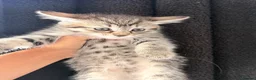 Mixed Breed cats for sale: Mixed breed tabby X ragdoll kittens - Advert 5