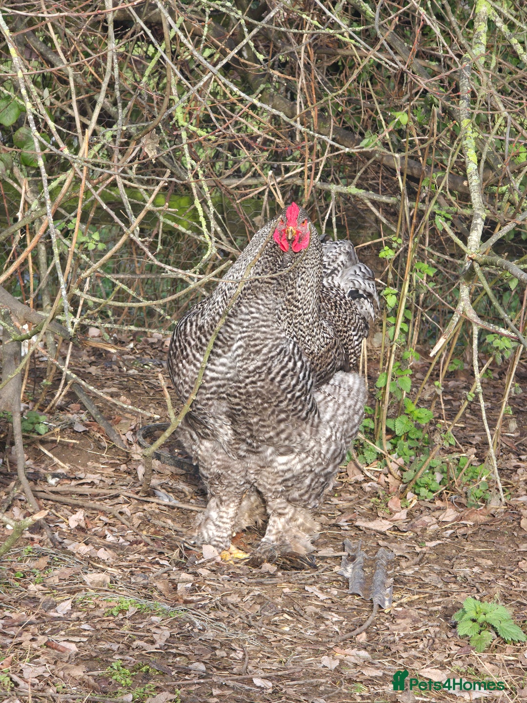 Chickens poultry for sale: Stunning Brahma's - Advert 2