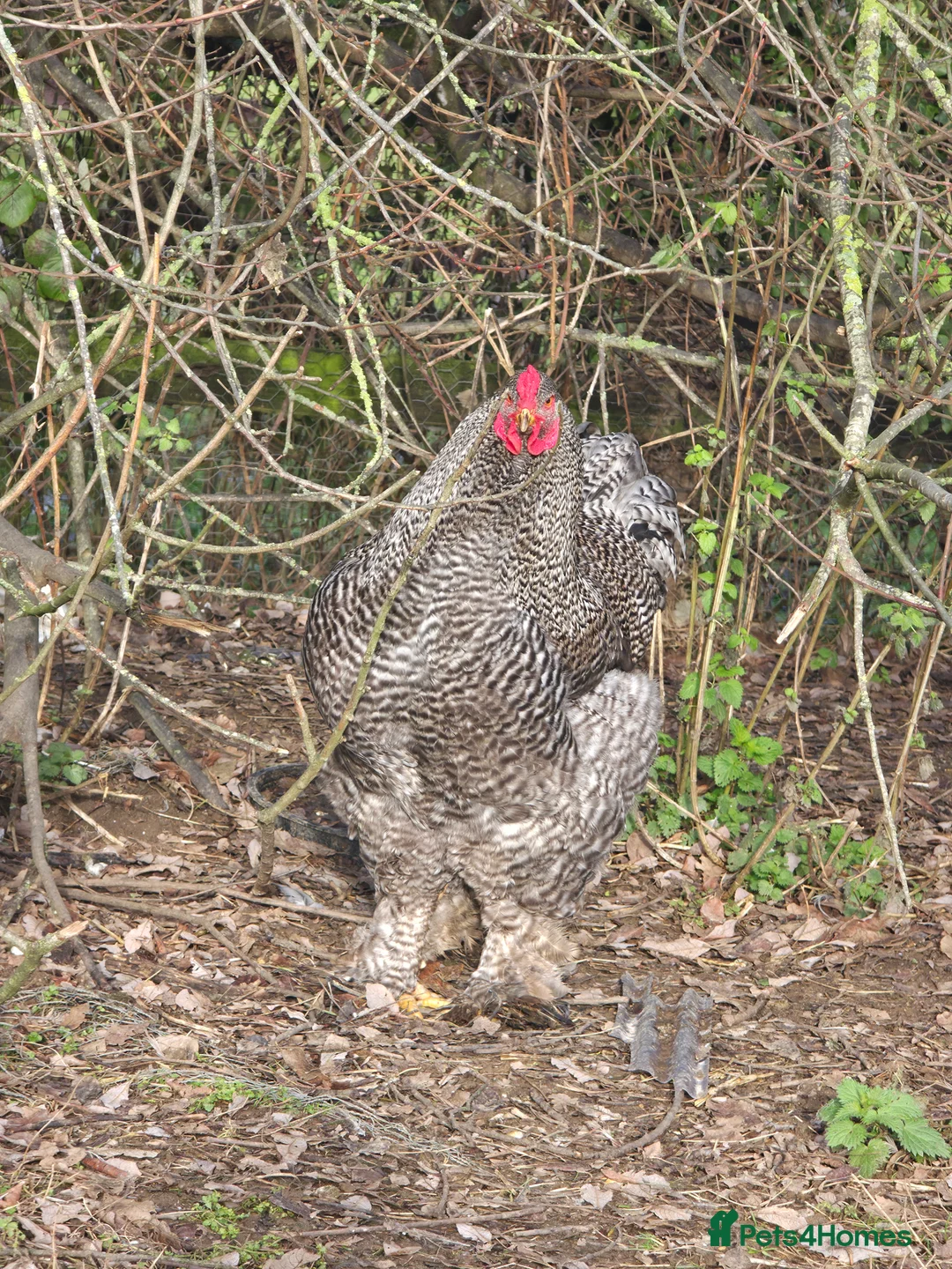 Chickens poultry for sale: Stunning Brahma's - Advert 2