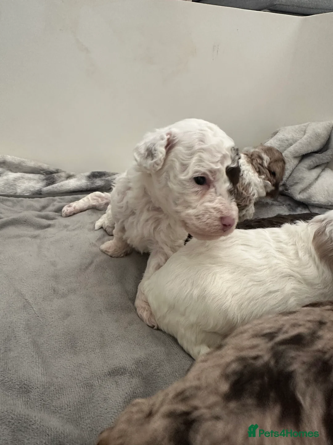 Cavapoo dogs for sale: Exceptional F2 Cavapoo Puppies - HomeRaised  - Advert 10