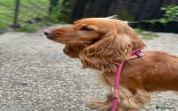 Cocker Spaniel dogs for sale: Show Type Cocker Spaniels - Image 12