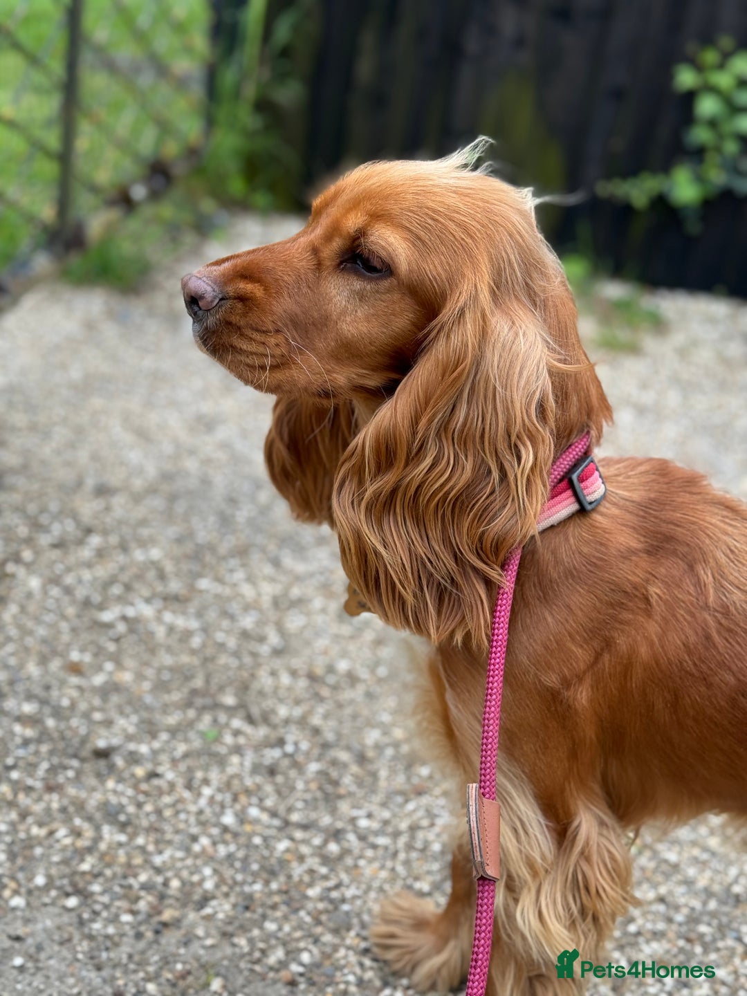 Cocker Spaniel dogs for sale: Show Type Cocker Spaniels - Image 12