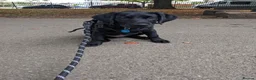 Labrador Retriever dogs for sale: Charlie - Black Labrador (5 years old)  - Advert 2