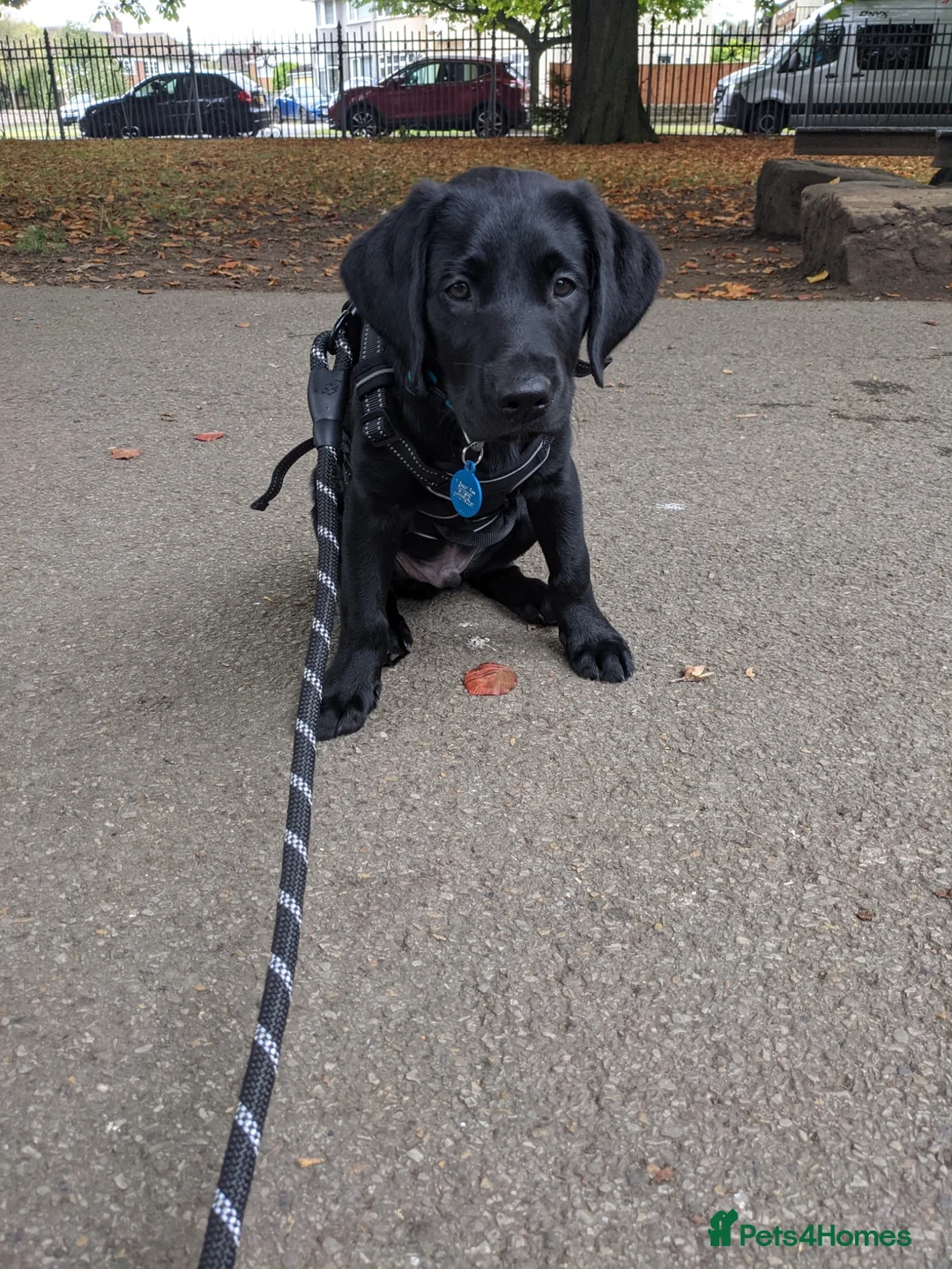 Labrador Retriever dogs for sale: Charlie - Black Labrador (5 years old)  - Advert 2