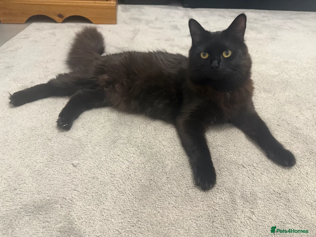 Mixed Breed cats for sale: Last beautiful girl kitten - Advert 4