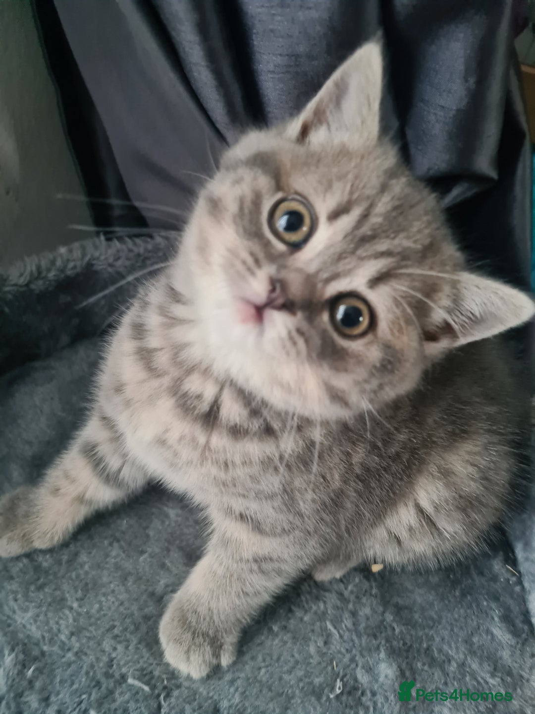 British Shorthair cats for sale: Beautiful kittens. - Advert 13