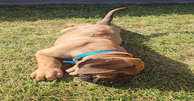 Rhodesian Ridgeback dogs - Advert 2