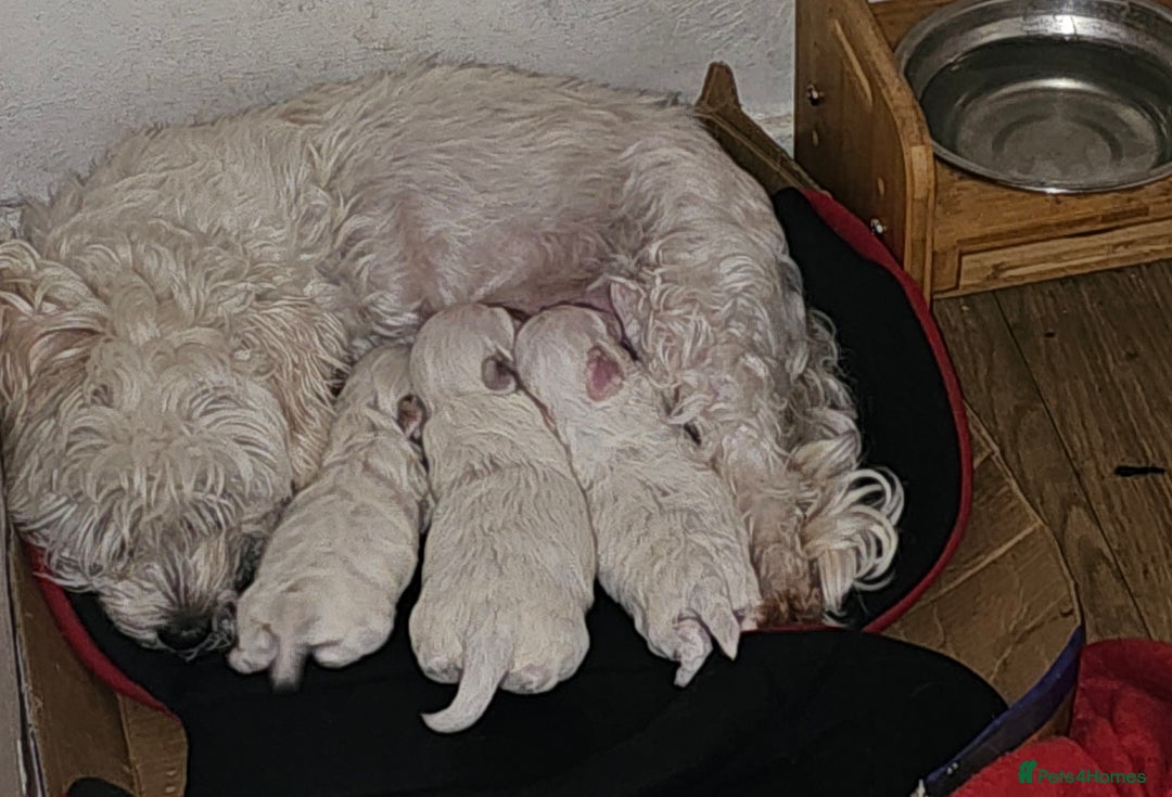 Bichon Frise dogs for sale: Bichon frise - Image 1