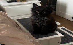 Maine Coon cats for sale: 1 BLACK SMOKE BOY 1 TORTIE GIRL MAINE COON KITTENS - Image 22