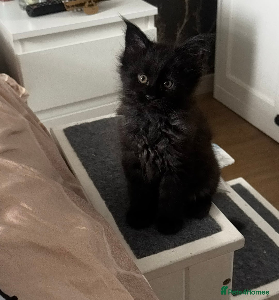 Maine Coon cats for sale: 1 BLACK SMOKE BOY 1 TORTIE GIRL MAINE COON KITTENS - Image 22