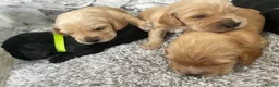 Cockerdor dogs for sale: Cockerdor Puppys 🐾 - Advert 7