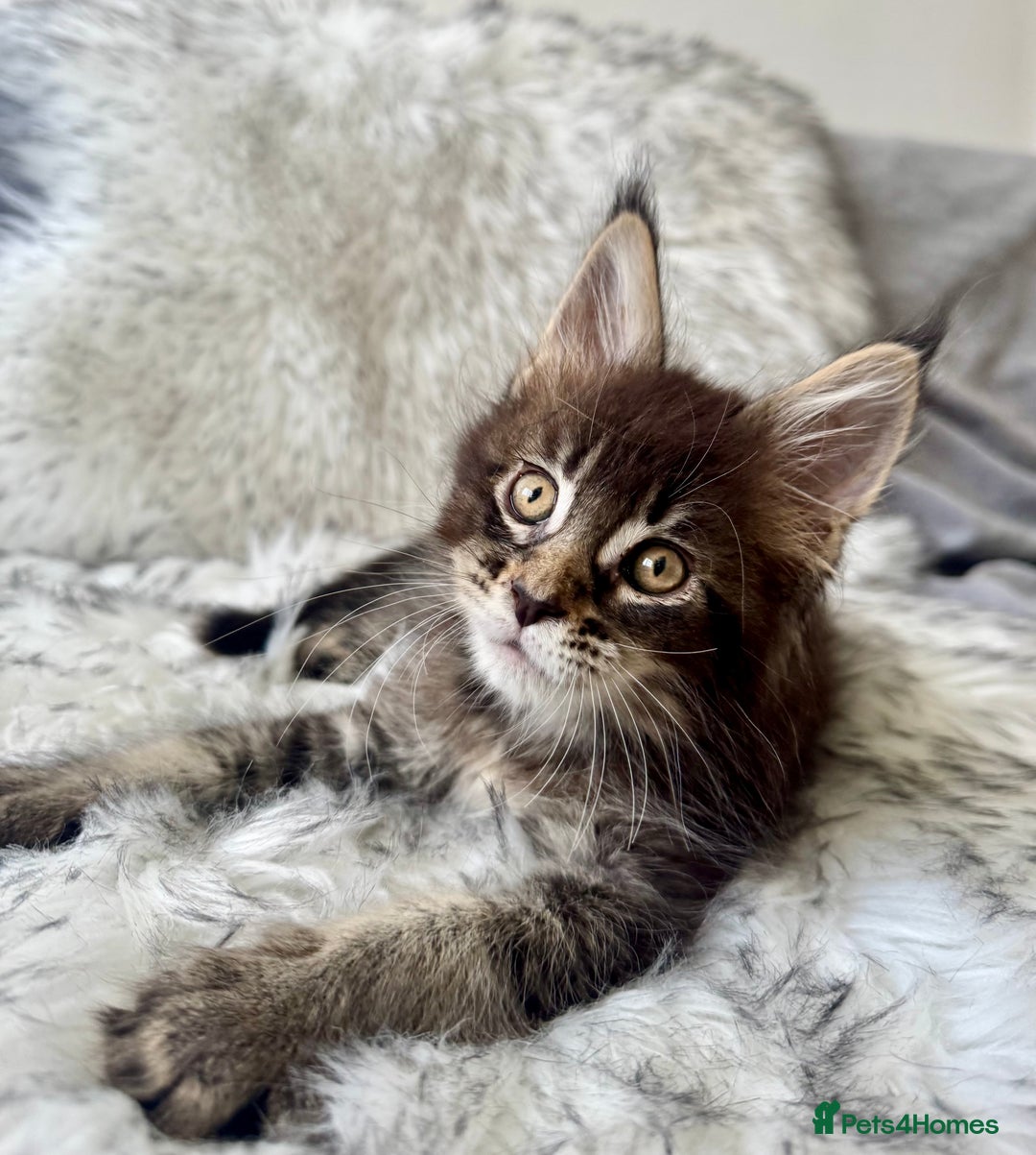 Maine Coon cats for sale: Champions- Bloodline Purebred Maine Coon Kittens  - Advert 13