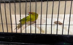 Parakeets birds for sale: Kakarikis  - Image 4