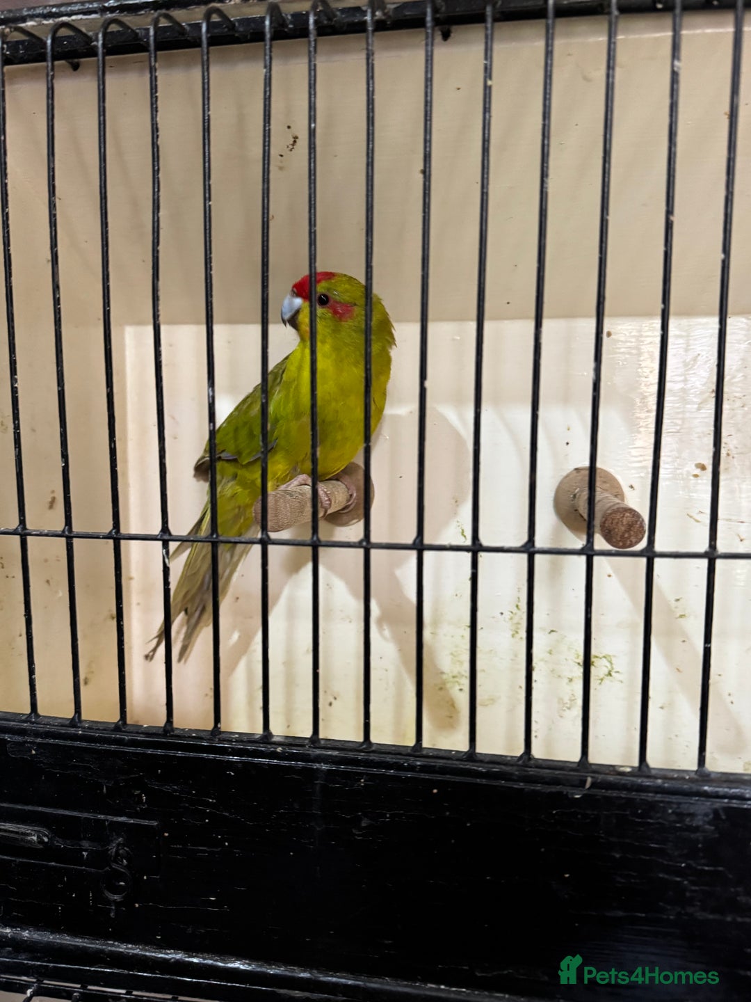 Parakeets birds for sale: Kakarikis  - Image 4