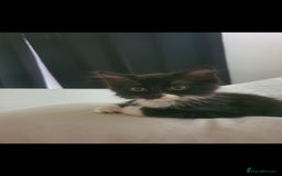 British Longhair cats for sale: Tuxedo, girl kitten available.  - Image 1