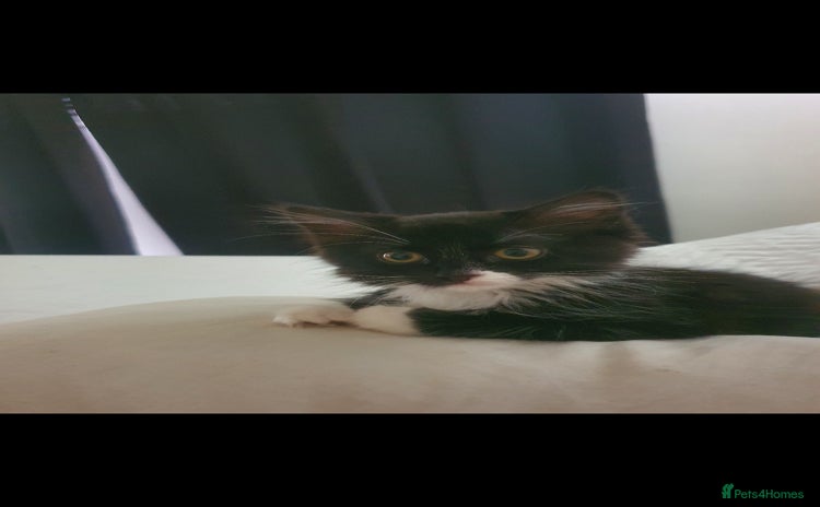 British Longhair cats - Advert 4