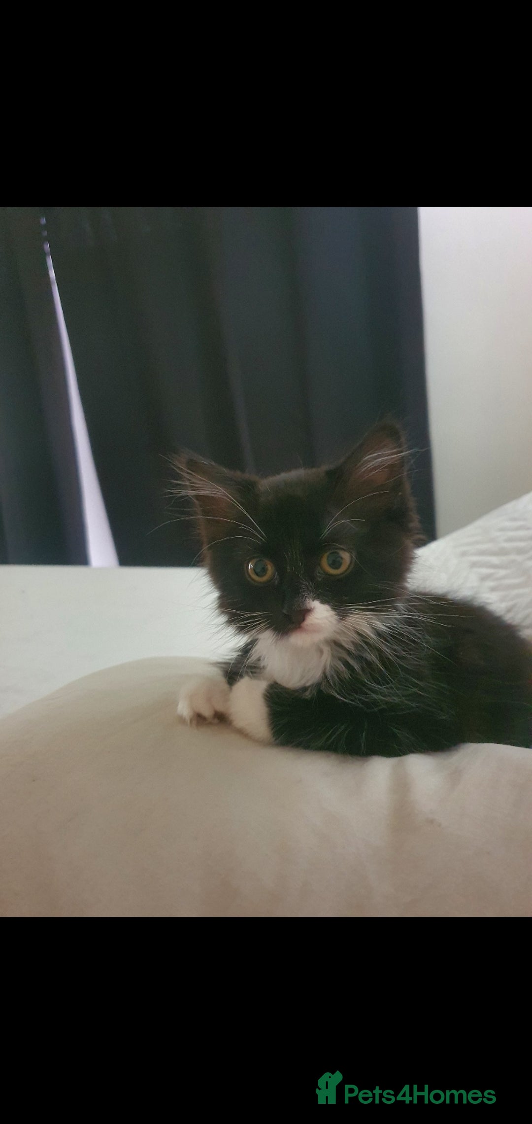 British Longhair cats for sale: Tuxedo, girl kitten available.  - Image 1