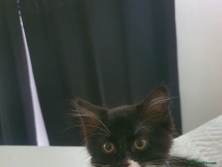 British Longhair cats - Advert 32